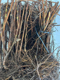 Heritage Raspberry bare root