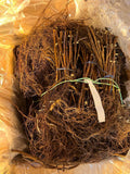 Heritage Raspberry bare root
