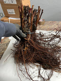 Heritage Raspberry bare root