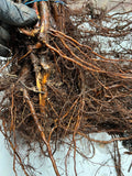 Heritage Raspberry bare root