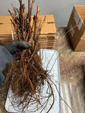 Heritage Raspberry bare root