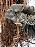 Heritage Raspberry bare root