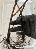 Heritage Raspberry bare root