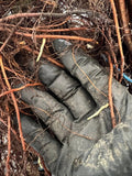 Heritage Raspberry bare root