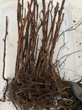 Heritage Raspberry bare root