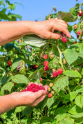 Heritage Raspberry
