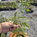 Honey Locust Tree (Native)