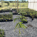 Honey Locust Tree (Native)