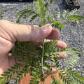 Honey Locust Tree (Native)