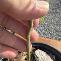 Honey Locust Tree (Native)