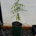 Honeylocust sapling with feathery green leaves growing in a green pot