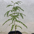 Close view of a honeylocust sapling's leaves, each made of many small leaflets