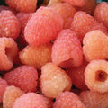 Double Gold Raspberry