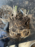 UC 157 Asparagus