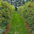 Heritage Raspberry