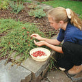 Stevens Cranberry
