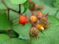 Wineberry