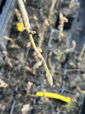 Consort Currant