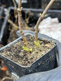 Adams Elderberry
