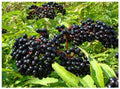 Adams Elderberry