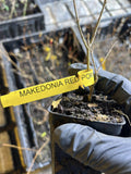 Makedonia Red Pomegranate