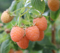 Double Gold Raspberry