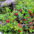 Ben Lear Cranberry