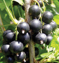 Consort Currant