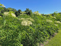 Ranch Elderberry