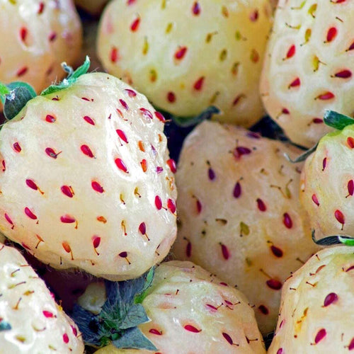 White Pine Strawberry