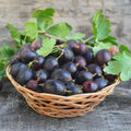 Black Velvet Gooseberry