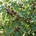 Magnolia Fig