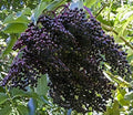 Ranch Elderberry