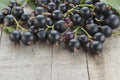 Hinnonmaki Red Gooseberry