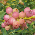 Pink Lemonade Blueberry