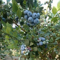 Galaxy Blueberry
