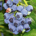 Jersey Blueberry