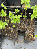 Consort Currant