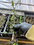 Jahns Prairie Gooseberry