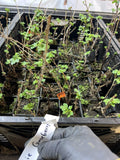 Jahns Prairie Gooseberry