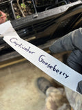 Captivator Gooseberry
