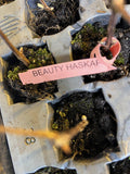 Beauty Haskap