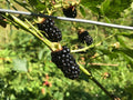 Choctaw Blackberry