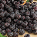 Cumberland Black Raspberry