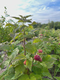 Nova Raspberry