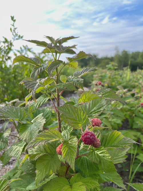 USDA Zone 3