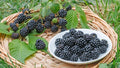 Cheyenne Blackberry