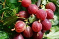 Jahns Prairie Gooseberry