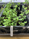 Jahns Prairie Gooseberry