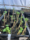Black Velvet Gooseberry